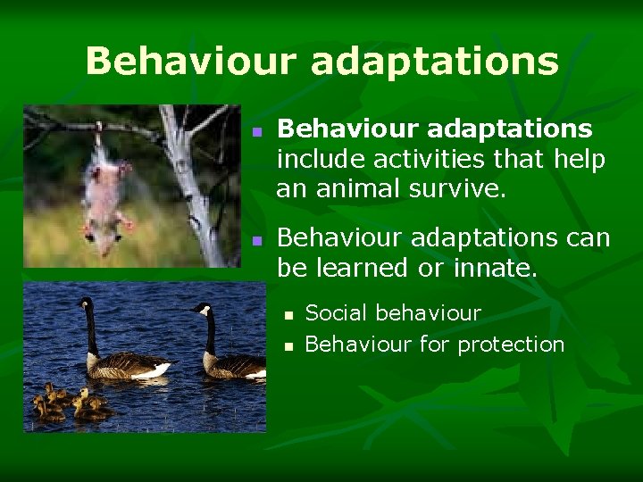 Behaviour adaptations n n Behaviour adaptations include activities that help an animal survive. Behaviour