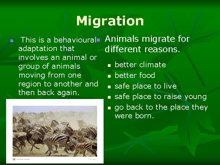 Migration n This is a behavioural n Animals migrate for adaptation that different reasons.