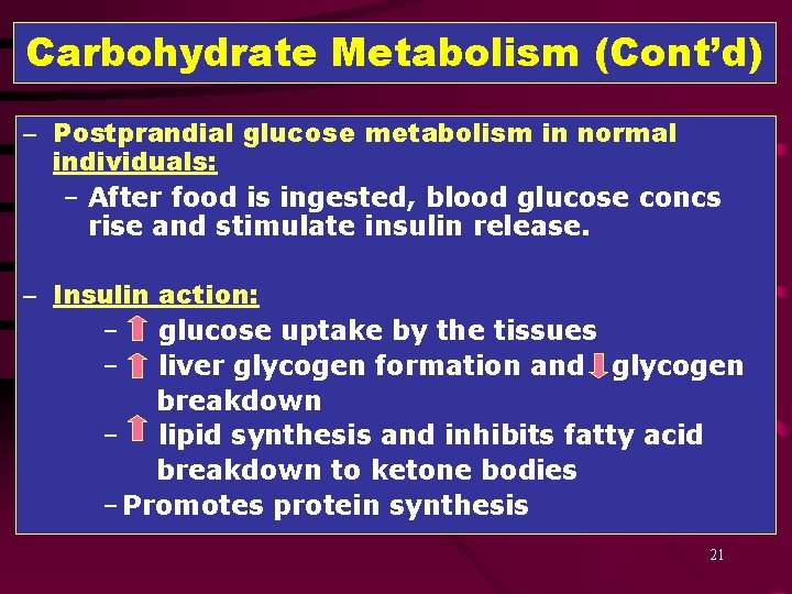 Carbohydrate Metabolism (Cont’d) – Postprandial glucose metabolism in normal individuals: – After food is