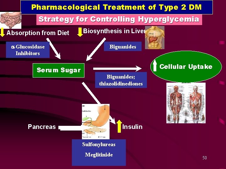 Pharmacological Treatment of Type 2 DM Strategy for Controlling Hyperglycemia Absorption from Diet a-Glucosidase