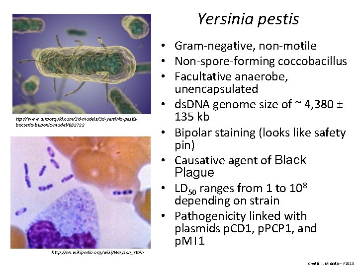Yersinia pestis ttp: //www. turbosquid. com/3 d-models/3 d-yersinia-pestisbacteria-bubonic-model/682722 • Gram-negative, non-motile • Non-spore-forming coccobacillus