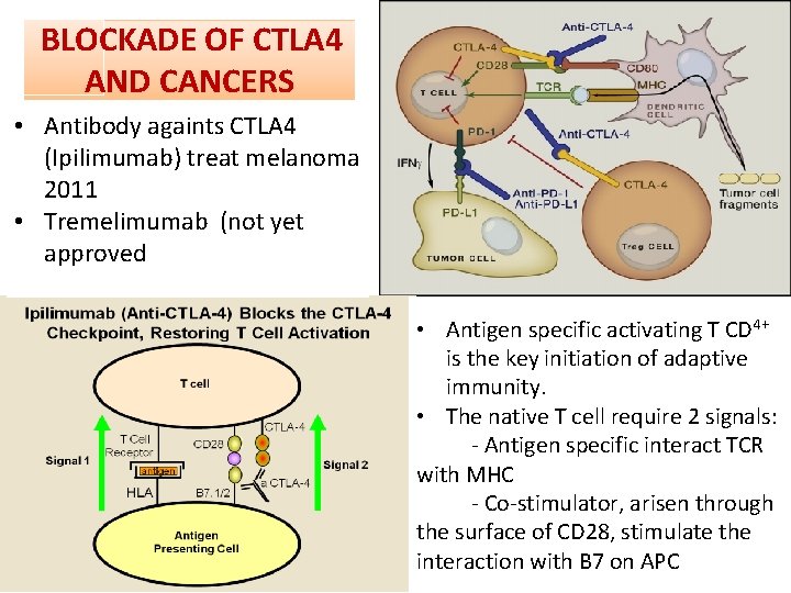 BLOCKADE OF CTLA 4 AND CANCERS • Antibody againts CTLA 4 (Ipilimumab) treat melanoma