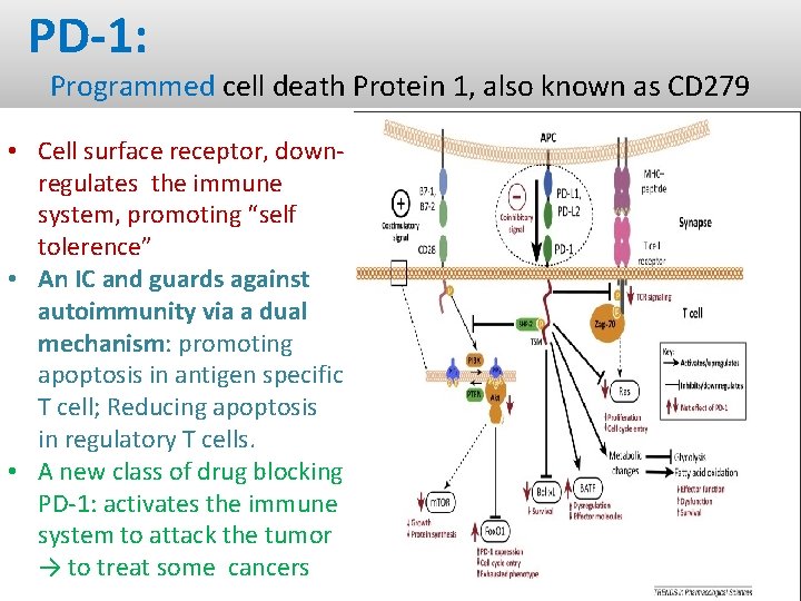 PD-1: Programmed cell death Protein 1, also known as CD 279 • Cell surface