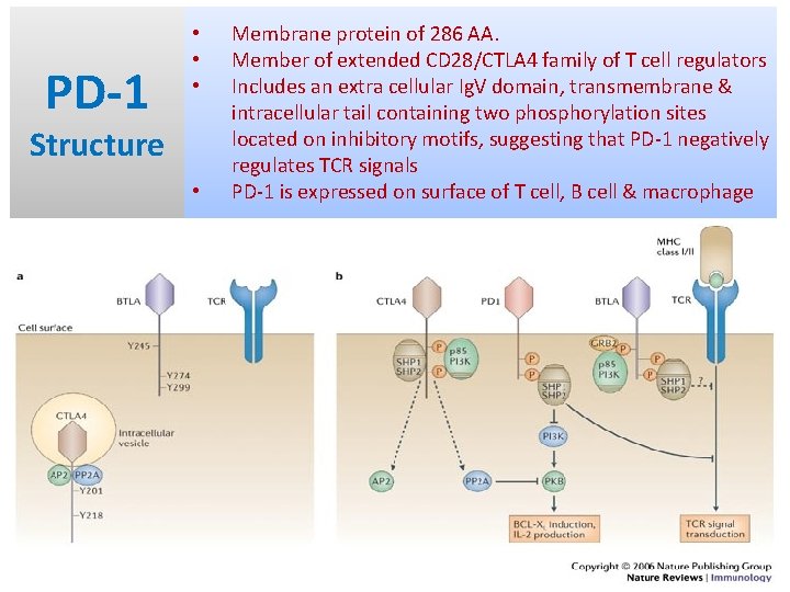 PD-1 • • • Structure • Membrane protein of 286 AA. Member of extended