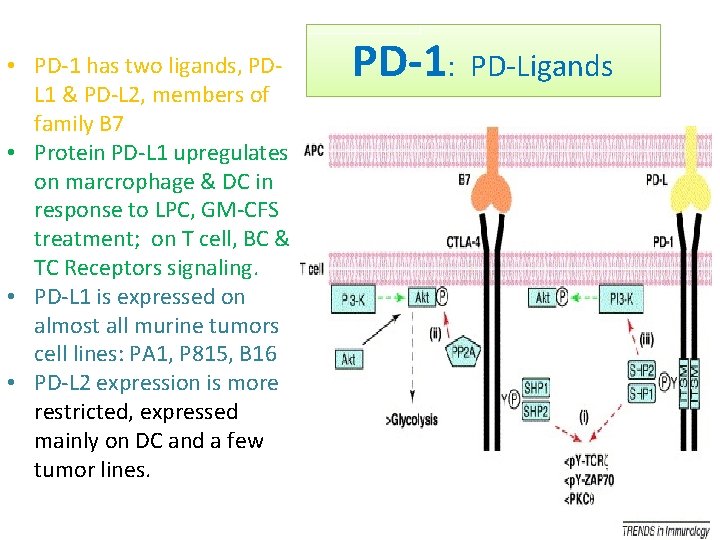  • PD-1 has two ligands, PDL 1 & PD-L 2, members of family