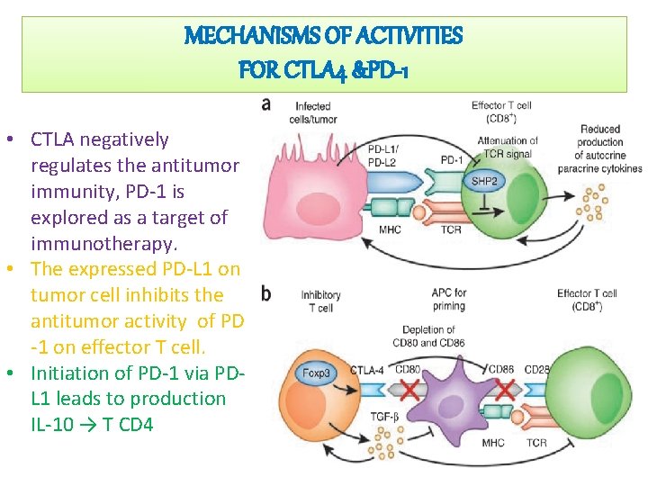 MECHANISMS OF ACTIVITIES FOR CTLA 4 &PD-1 • CTLA negatively regulates the antitumor immunity,