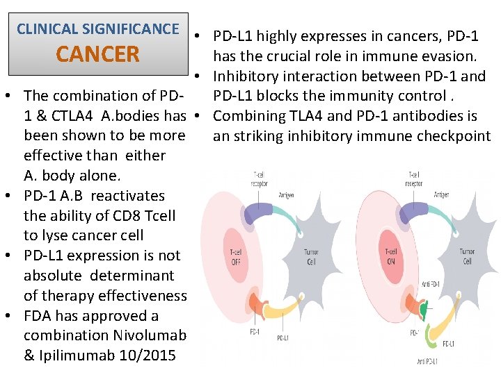  • • CLINICAL SIGNIFICANCE • PD-L 1 highly expresses in cancers, PD-1 has