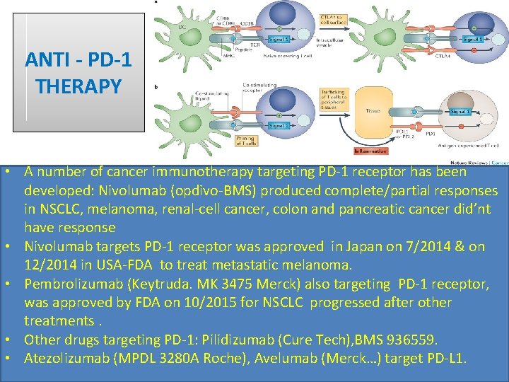 ANTI - PD-1 THERAPY • A number of cancer immunotherapy targeting PD-1 receptor has