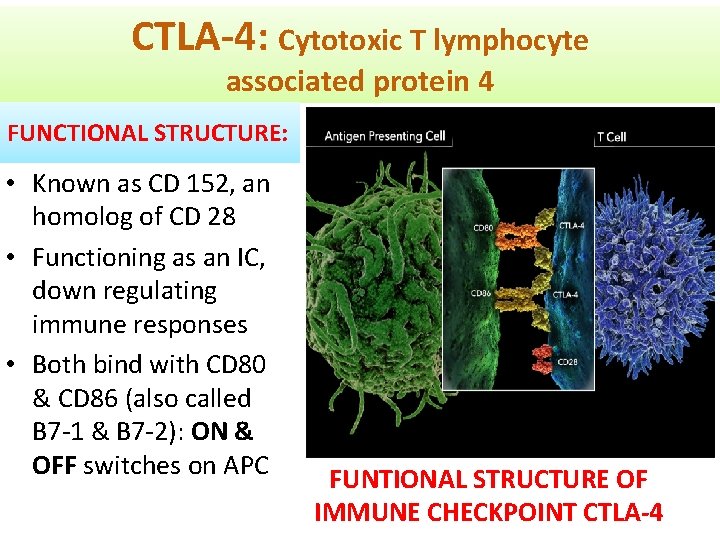 CTLA-4: Cytotoxic T lymphocyte associated protein 4 FUNCTIONAL STRUCTURE: • Known as CD 152,