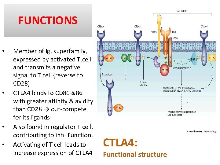 FUNCTIONS • • Member of Ig. superfamily, expressed by activated T. cell and transmits