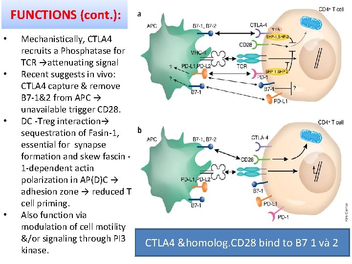 FUNCTIONS (cont. ): • • Mechanistically, CTLA 4 recruits a Phosphatase for TCR →attenuating