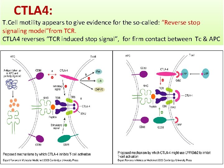 CTLA 4: T. Cell motility appears to give evidence for the so-called: “Reverse stop