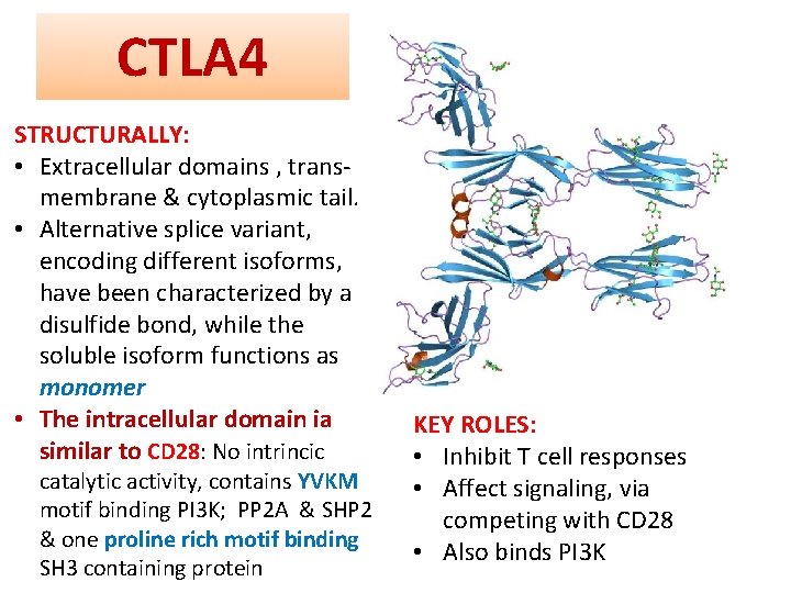 CTLA 4 STRUCTURALLY: • Extracellular domains , transmembrane & cytoplasmic tail. • Alternative splice