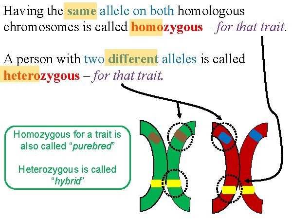 Having the same allele on both homologous chromosomes is called homozygous – for that