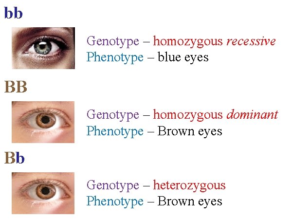 bb Genotype – homozygous recessive Phenotype – blue eyes BB Genotype – homozygous dominant