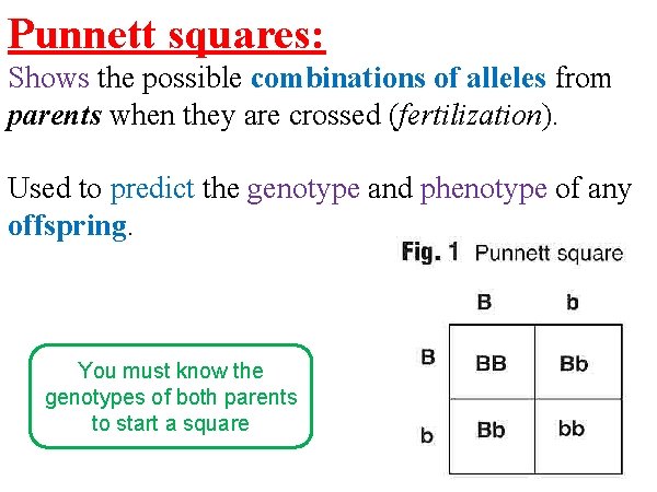 Punnett squares: Shows the possible combinations of alleles from parents when they are crossed