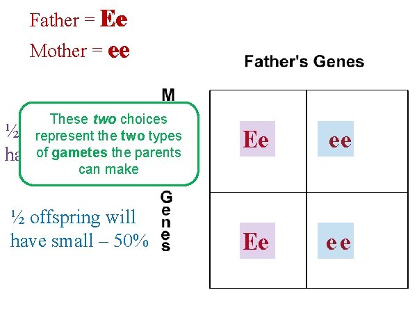 Father = Ee Mother = ee These two choices ½ offspring willtwo types represent