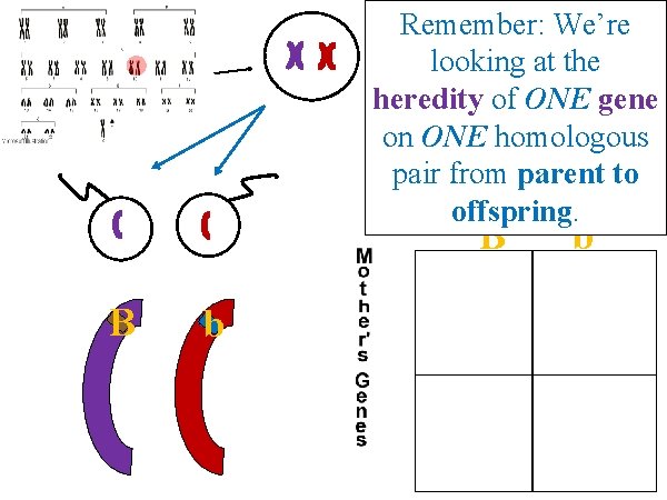 Remember: We’re looking at the heredity of ONE gene on ONE homologous pair from