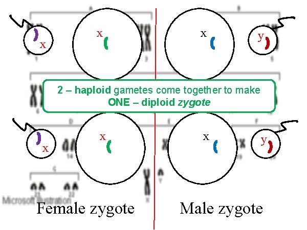 x x x y 2 – haploid gametes come together to make ONE –