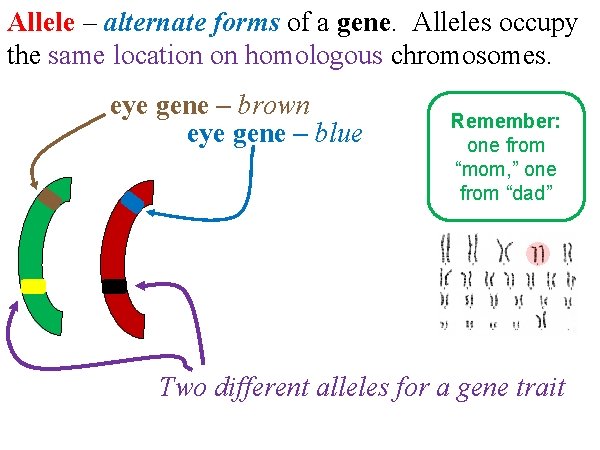 Allele – alternate forms of a gene. Alleles occupy the same location on homologous