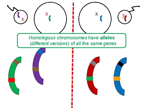 x x x Homologous chromosomes have alleles (different versions) of all the same genes