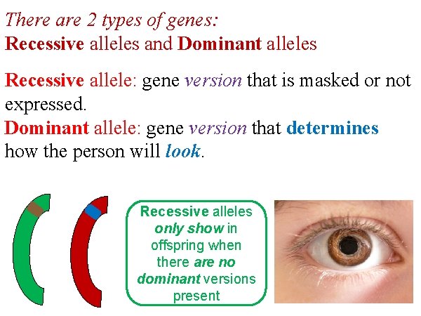 There are 2 types of genes: Recessive alleles and Dominant alleles Recessive allele: gene
