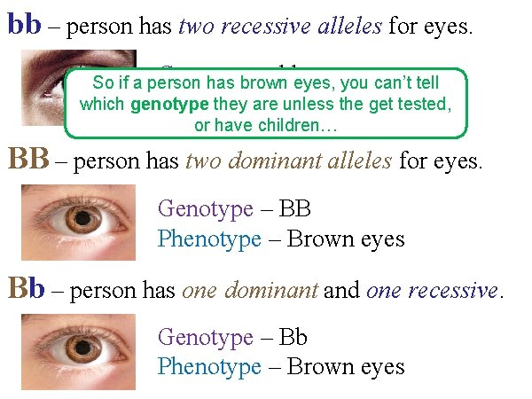 bb – person has two recessive alleles for eyes. Genotype – bbeyes, you can’t