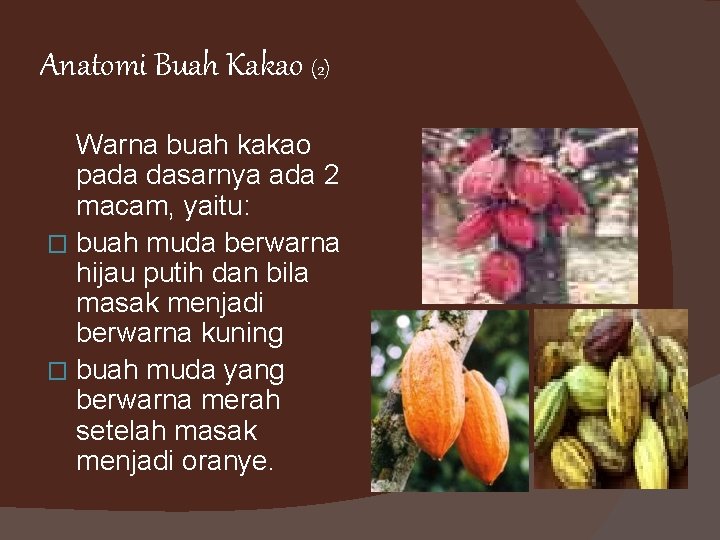 Anatomi Buah Kakao (2) Warna buah kakao pada dasarnya ada 2 macam, yaitu: �