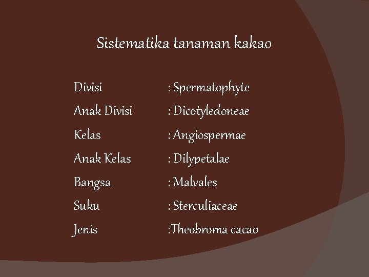 Sistematika tanaman kakao Divisi Anak Divisi Kelas Anak Kelas Bangsa Suku Jenis : Spermatophyte