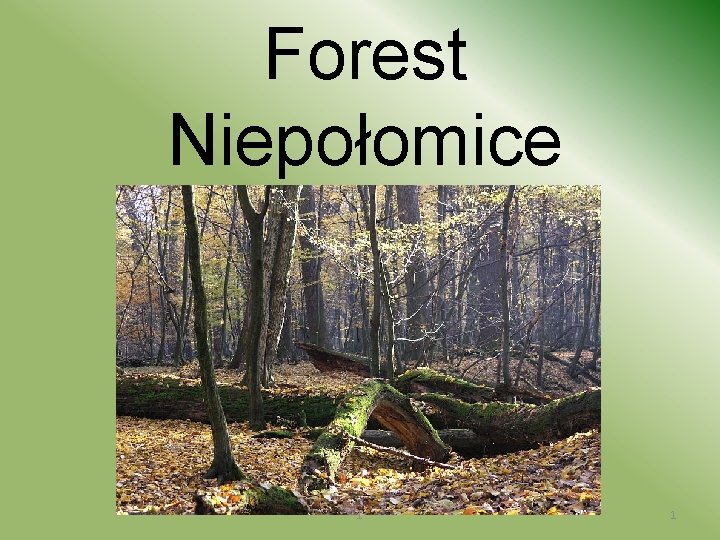 Forest Niepołomice 1 1 