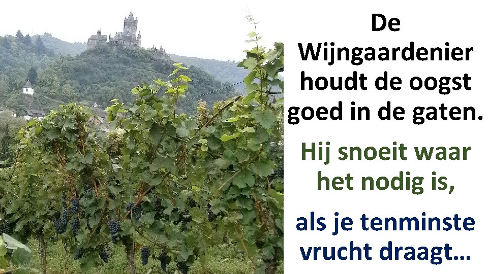De Wijngaardenier houdt de oogst goed in de gaten. Hij snoeit waar het nodig De Wijngaardenier houdt de oogst goed in de gaten. Hij snoeit waar het nodig