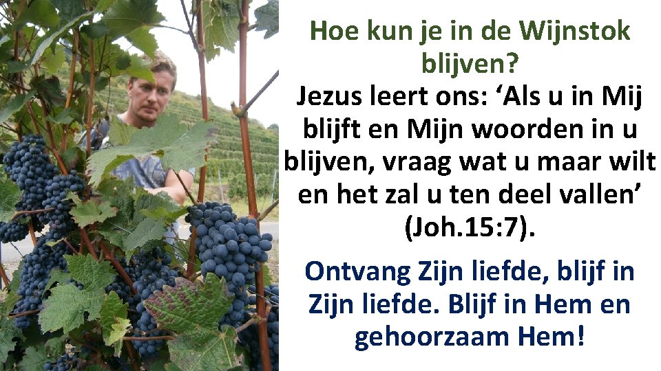 Hoe kun je in de Wijnstok blijven? Jezus leert ons: ‘Als u in Mij