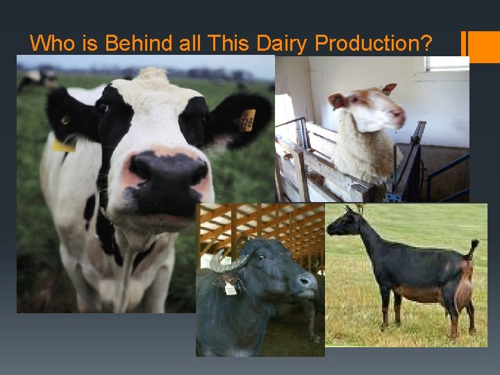 Who is Behind all This Dairy Production? 