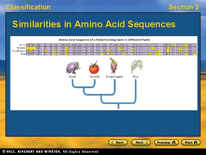 Classification Section 2 Similarities in Amino Acid Sequences 