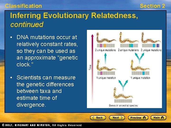 Classification Inferring Evolutionary Relatedness, continued • DNA mutations occur at relatively constant rates, so