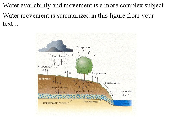 Water availability and movement is a more complex subject. Water movement is summarized in