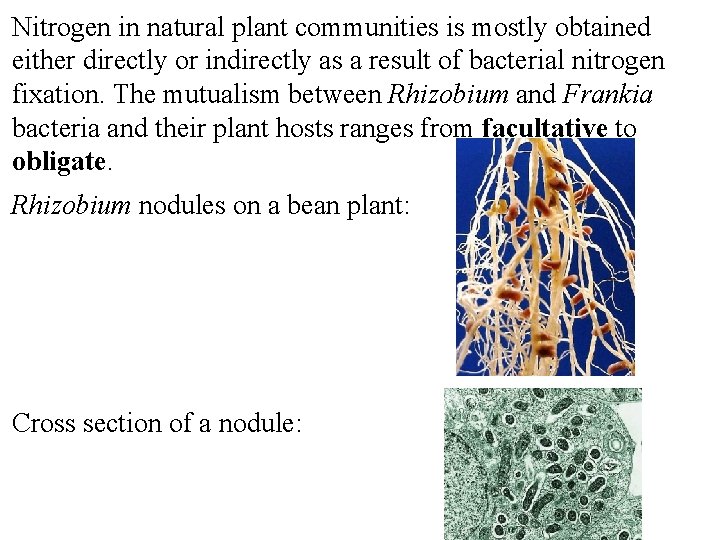 Nitrogen in natural plant communities is mostly obtained either directly or indirectly as a