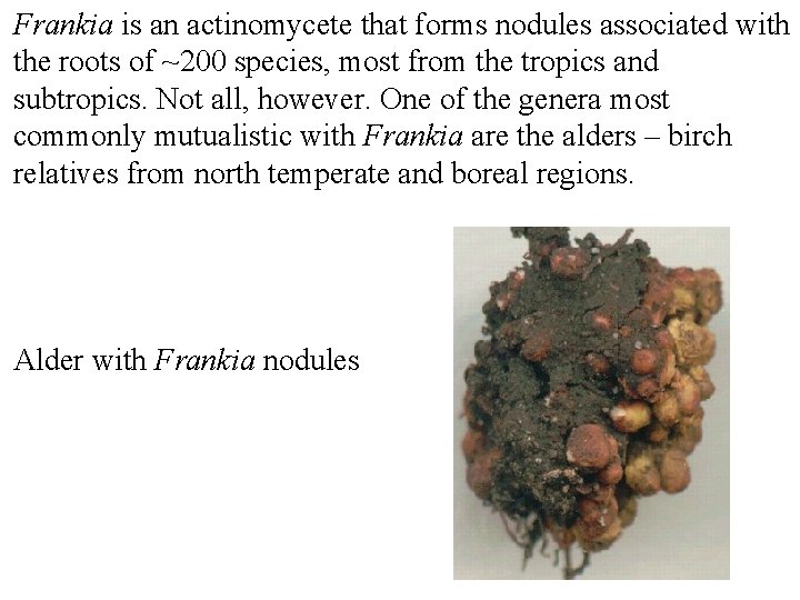 Frankia is an actinomycete that forms nodules associated with the roots of ~200 species,