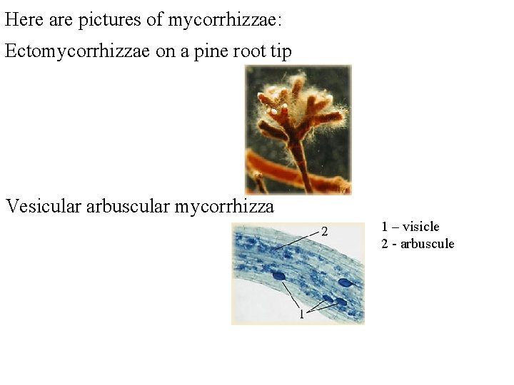 Here are pictures of mycorrhizzae: Ectomycorrhizzae on a pine root tip Vesicular arbuscular mycorrhizza