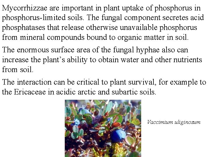 Mycorrhizzae are important in plant uptake of phosphorus in phosphorus-limited soils. The fungal component