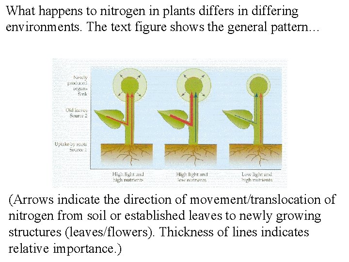 What happens to nitrogen in plants differs in differing environments. The text figure shows