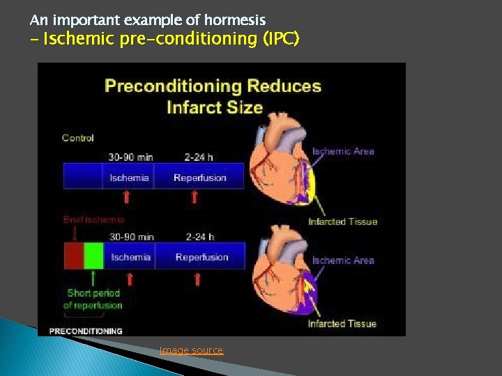An important example of hormesis – Ischemic pre-conditioning (IPC) Image source 