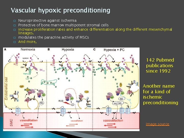 Vascular hypoxic preconditioning � � � Neuroprotective against ischemia Protective of bone marrow multipotent