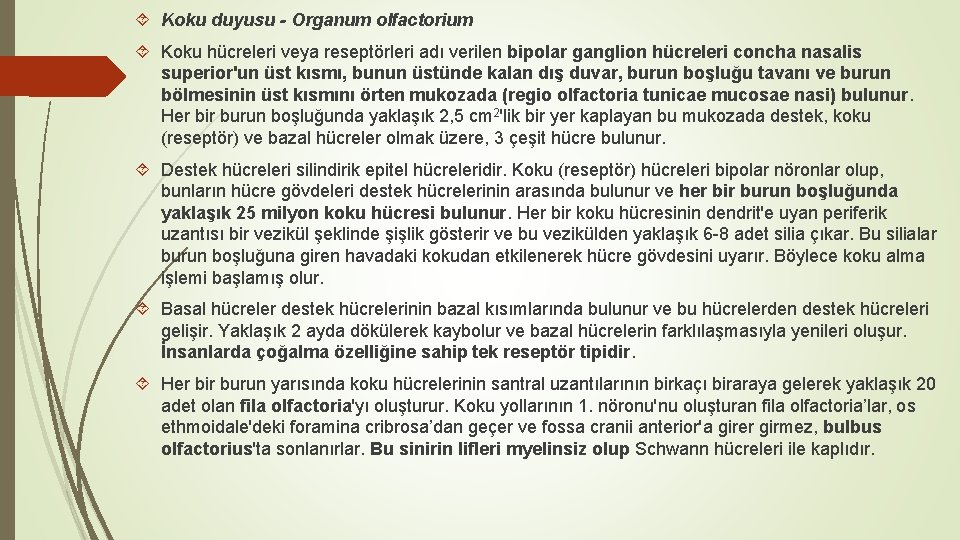  Koku duyusu - Organum olfactorium Koku hücreleri veya reseptörleri adı verilen bipolar ganglion