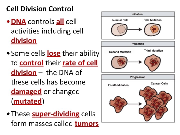 Cell Division Control • DNA controls all cell activities including cell division • Some