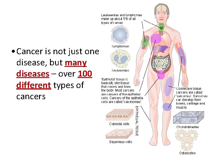  • Cancer is not just one disease, but many diseases – over 100