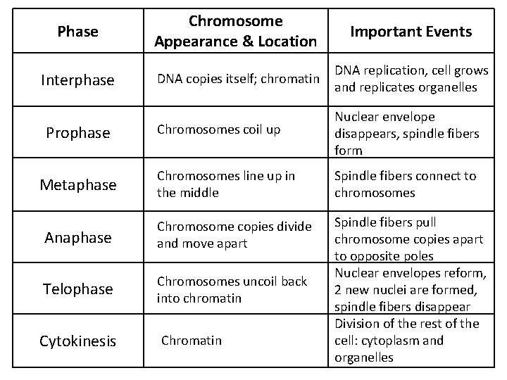 Phase Chromosome Appearance & Location Important Events Interphase DNA copies itself; chromatin DNA replication,