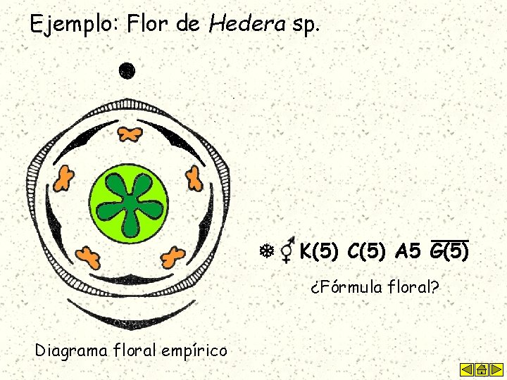 Ejemplo: Flor de Hedera sp. K(5) C(5) A 5 G(5) ¿Fórmula floral? Diagrama floral