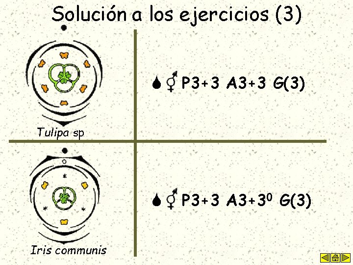 Solución a los ejercicios (3) P 3+3 A 3+3 G(3) P 3+3 A 3+30