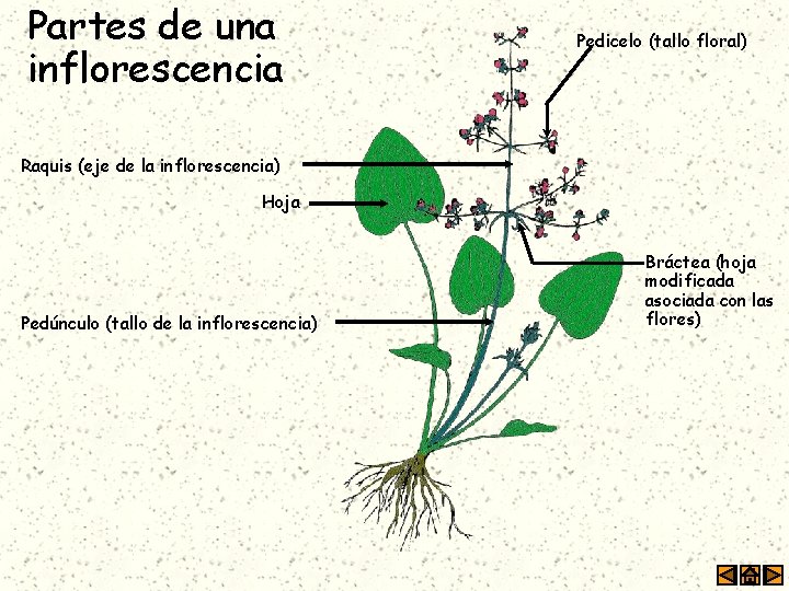 Partes de una inflorescencia Pedicelo (tallo floral) Raquis (eje de la inflorescencia) Hoja Pedúnculo